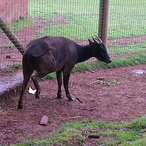 lowland anoa 140813