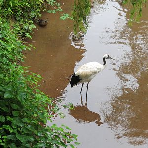 red-crowned crane 140813