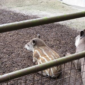 brazilian tapir 140813