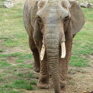 african elephant 140813