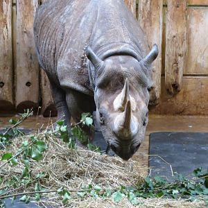 black rhinoceros 140813