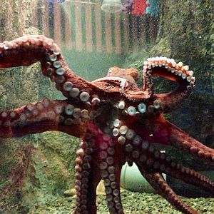 Giant Pacific Octopus