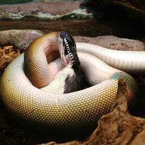 White Lipped Python