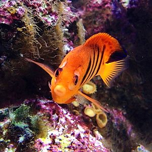 Flame Angelfish