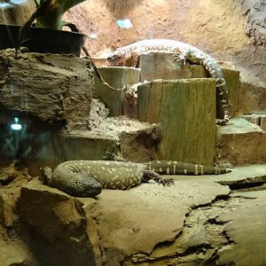 Heloderma horridum exasperatum