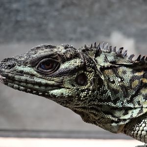 Hydrosaurus amboinensis