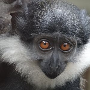 Cercopithecus lhoesti