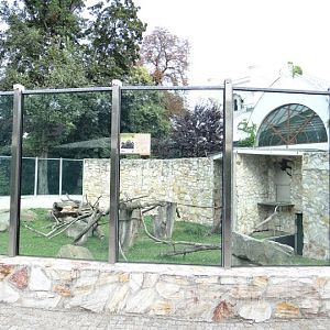 Paddock of Macaca nigra