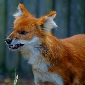 DHOLE