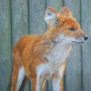 DHOLE