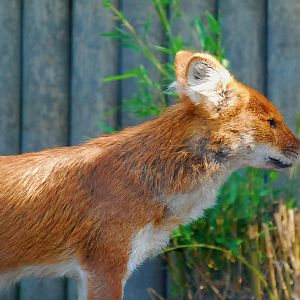DHOLE