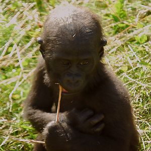 WESTERN LOWLAND GORILLA BABY
