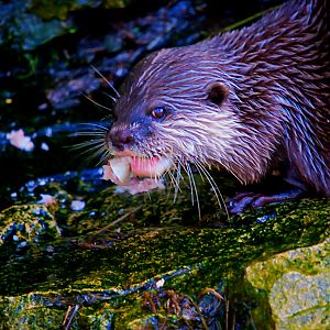 ASIAN SHORT CLAWED OTTER