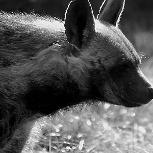 STRIPED HYENA
