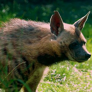 STRIPED HYENA