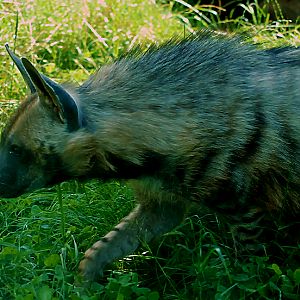 STRIPED HYENA