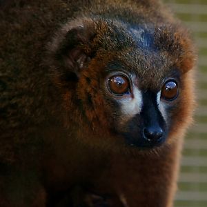RED BELLIED LEMUR