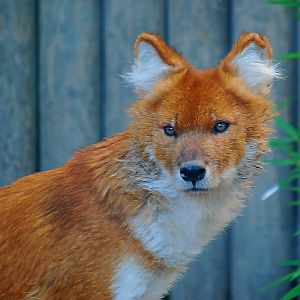 DHOLE