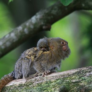 Eastern Pygmy Marmoset