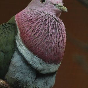 Pink-headed Fruit-dove