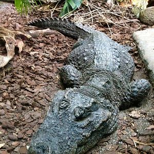 West African Dwarf Crocodile