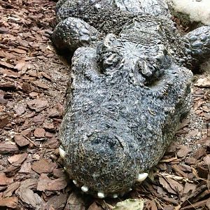 West African Dwarf Crocodile