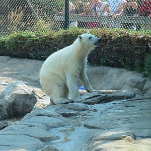 sakari was watching workers put up zoo lights