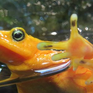 Panamanian golden frog