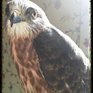 Juvenile Mississippi Kite