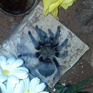 Tarantulas and bugs