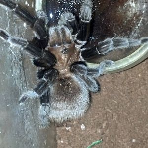Tarantulas and bugs