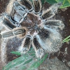 Tarantulas and bugs