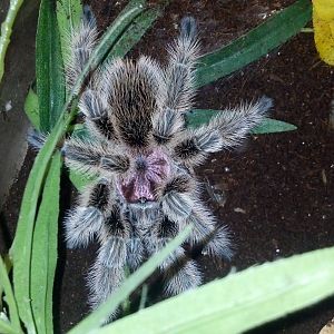 Tarantulas and bugs