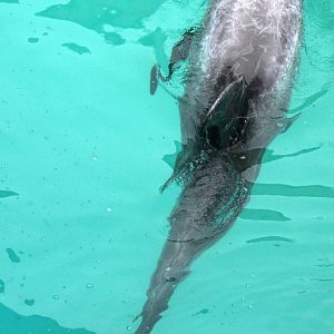 2013: Long Island Aquarium