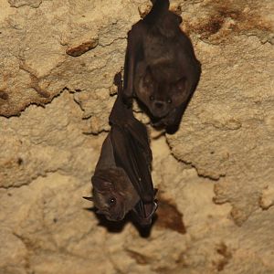 2013 Xcaret species ID?