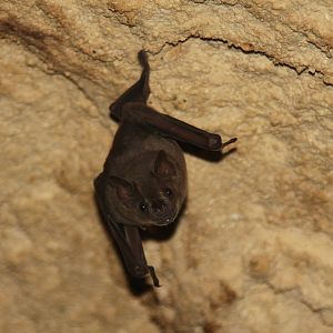 2013 Xcaret species ID?