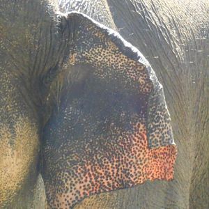 Asian bull elephant close up