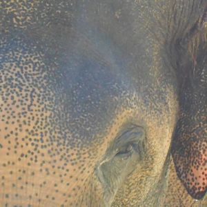 Asian bull elephant close up