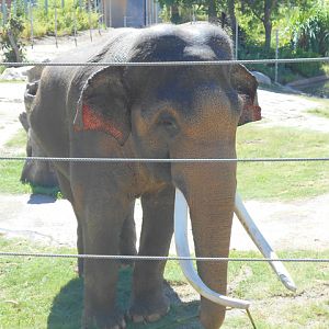 Bull elephant in your face