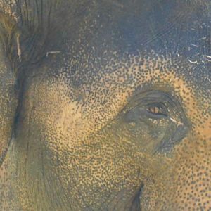 Asian bull elephant close up
