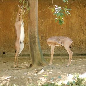 Gerenuk brunching