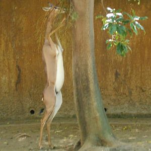 Gerenuk snack time