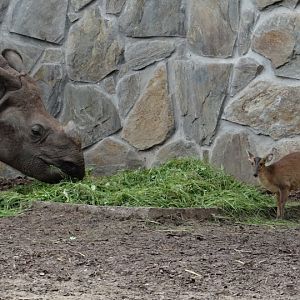 Rhinoceros unicornis  /  Muntiacus muntjak