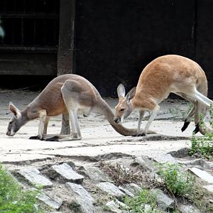 Macropus rufus