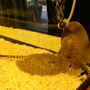 Potamotrygon motoro - natural-born 06.08.2013