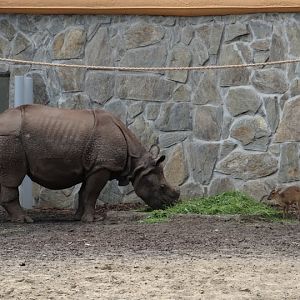 Rhinoceros unicornis  /  Muntiacus muntjak