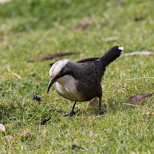 Grey-crowned Babbler