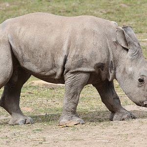 Three month old Rhino calf