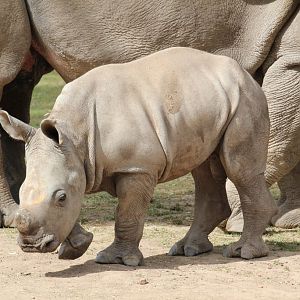 Three month old Rhino calf