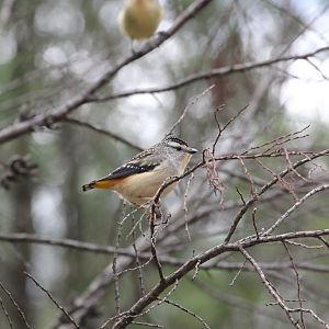 Spotted Pardalote